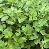 セリ,鉢植え,綺麗,山の恵み,綺麗な色の画像