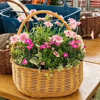 アリッサム,スイセン,ブルーデイジー,マーガレット あずきちゃん,斑入りブルーデイジーの画像