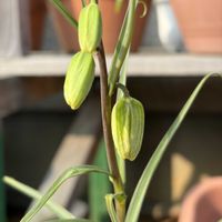 アジサイ,シュンラン,シュンラン,バイモユリ,バイモユリの画像