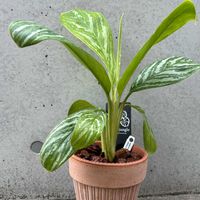 アグラオネマ・カーティシーの画像