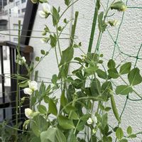 家庭菜園の画像