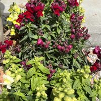 金魚草,鉢植え,花のある暮らし,綺麗,綺麗な色の画像