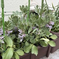 ソラマメ,家庭菜園の画像