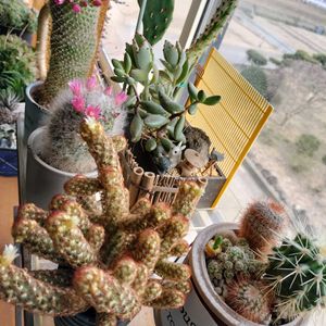 三時草(照波),マミラリア高砂,マミラリア高砂,コガネツカサ（黄金司）,コガネツカサ（黄金司）の画像