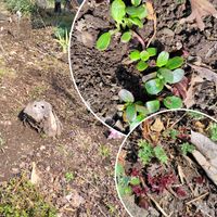 お庭作り中,広い庭,家庭菜園の画像