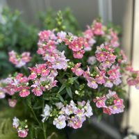 ネメシア,ネメシアメーテル,ガーデニング,ゲブラナガトヨ,庭の画像