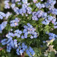 ワスレナグサ,ミオソティス ミオマルク,勿忘草・わすれなぐさ,ガーデニング,PWの画像