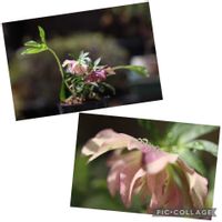 クリスマスローズ,セッコク,ヒゴスミレ,オキナワチドリ,八重リュウキンカの画像