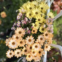 ネメシア,クモマグサ,ディモルフォセカ パステリーナ,ガーデニング,ハンギングの画像