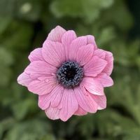 アネモネ,アネモネ　パブニナ,横山園芸　アネモネパブニナ,ガーデニング,キンポウゲ科の画像