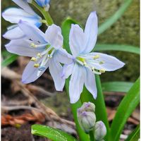 シラー,シェフレラ(ホンコンカポック),シラーミスクトスケンコアナ,観葉植物,咲いた！の画像