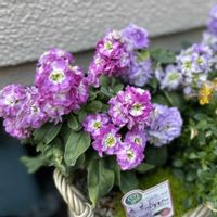 ビオラ,八重咲きストック,ストックベイビー,EMSビオラ,ガーデニングの画像