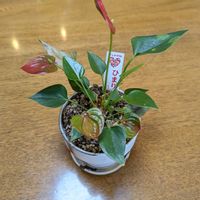 アンスリウム,今日の一枚,おうち園芸の画像