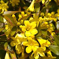 カロライナジャスミン,ビタミンカラー,花のある暮らし,植中毒,花自慢の画像