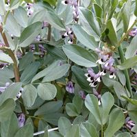 そら豆,お花が咲きました❤️,家庭菜園,庭の画像