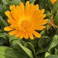 キンセンカ,ビオラの画像