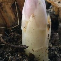 アスパラガス,芽吹き,SDGs,家庭菜園の画像