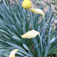 ハナニラ,ムスカリ,ユスラウメ,オステオスペルマム,水仙の画像