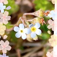 キュウリグサ,胡瓜草［きゅうりぐさ］,胡瓜草［きゅうりぐさ］,烏野豌豆（からすのえんどう）
・別名「矢筈豌豆（やはずえんどう）」の画像