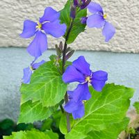 ムラサキハナナの画像