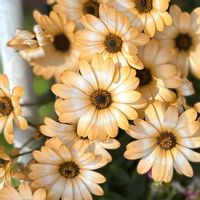 ディモルフォセカ パステリーナ,ガーデニングの画像