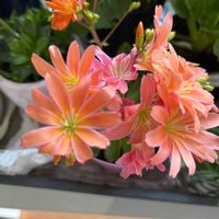 レウィシアの画像