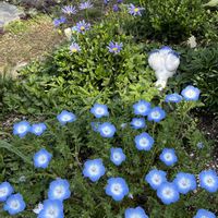 ハナニラ,ネモフィラ,パンジー・ビオラ,ブルーデージー,オステオスペルマムの画像