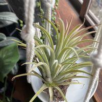 チランジア,グリーンネックレス,モンステラ,フランスゴムの木,フィカス バーガンディの画像