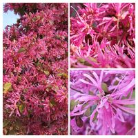 トキワマンサク,トキワマンサク  白,トキワマンサク（赤葉紅花),今日のお散歩の画像