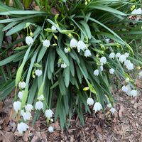 スノードロップの画像