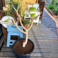 ウンベラータ,植え替え,12号鉢の画像