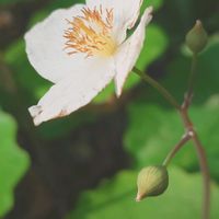 シラユキゲシ,道端探し隊の画像