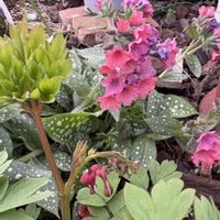 タイツリソウ,タイツリソウ,プルモナリア,プルモナリア シュリンプオンザバービーの画像