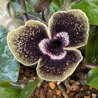 カンアオイの画像