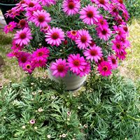 マーガレット,ボンザマーガレットコスモスピンク,春の庭,サントリーボンザマーガレット,ハンギングの画像