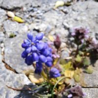 スイセン,ムスカリ,オオベンケイソウ,木瓜（ぼけ）の花,花芽が一杯✨の画像