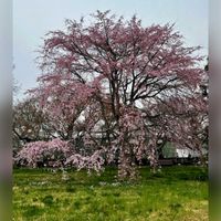 スモモ,ツバキ,乙女椿,しだれ桜,椿 光源氏の画像