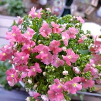 ネメシア,宿根ネメシア,ガーデニング,ナチュラルガーデン,手作りの庭の画像