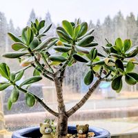 金のなる木の画像