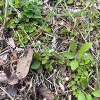 キュウリグサの画像