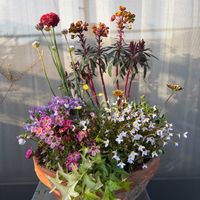 アイビー,アイビー,オステオスペルマム,エスコルチア・ミニチュアサンデュー,アルメリア バレリーナの画像