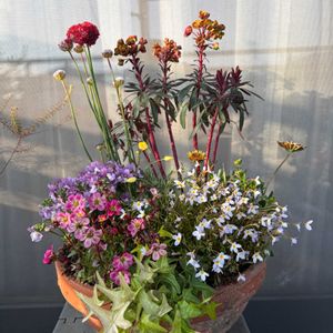 アイビー,アイビー,オステオスペルマム,エスコルチア・ミニチュアサンデュー,アルメリア バレリーナの画像