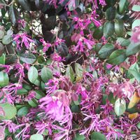 ベニバナトキワマンサクの画像