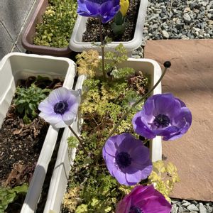 八重咲き　アネモネ,八重咲き　アネモネ,鉢植え,ガーデニング,種まきの画像