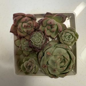 名無し,多肉植物,エケベリア属,カット苗,楽天の画像