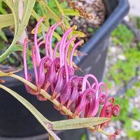 グレビレア ブロンズランバー,鉢植え,花のある暮らし,オーストラリア原産,おうち園芸の画像