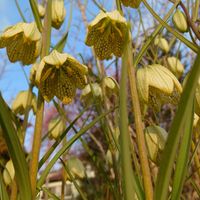 ハナニラ,ムスカリ,アミガサユリ,ヒメツルニチニチソウ,ばいもゆりの画像