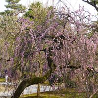 ウメ,しだれ梅,庭木,庭園,観賞用の画像