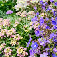 アリッサム,ニゲラ,ベロニカ,ローダンセマム,寄せ植えの画像