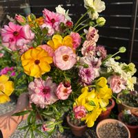 ラナンキュラスラックス,鉢植え,花のある暮らし,庭の画像